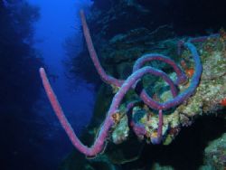 Rope sponge
Babylon Pinnacle
Grand Cayman by Neil Van Niekerk 